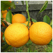 Лимон Волкамеріана