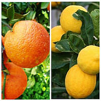 Дерево - сад Апельсин красномясый Россо + лимон Киевский крупноплодный
