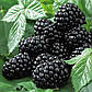 Саджанці ожини Блек Сатин (Black Satin) — безшипна, середньо-рання, ароматна, фото 3