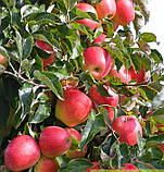 Яблуня Евеліна. (ММ106. Зимовий сорт, фото 2