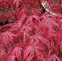 Клен японський Шіразз / h 40-60 / Acer palmatum Shirazz, фото 2