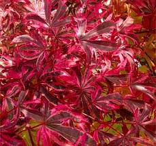 Клен японський Шіразз / h 40-60 / Acer palmatum Shirazz, фото 3