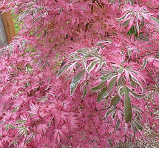 Клен японський Шіразз / h 40-60 / Acer palmatum Shirazz, фото 4