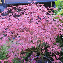Клен японський Шіразз / h 40-60 / Acer palmatum Shirazz, фото 5