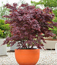 Клен японський Блудгуд / С5 / h 80-100 / Acer palmatum Bloodgood, фото 2