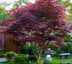 Клен японський Блудгуд / С5 / h 80-100 / Acer palmatum Bloodgood, фото 3