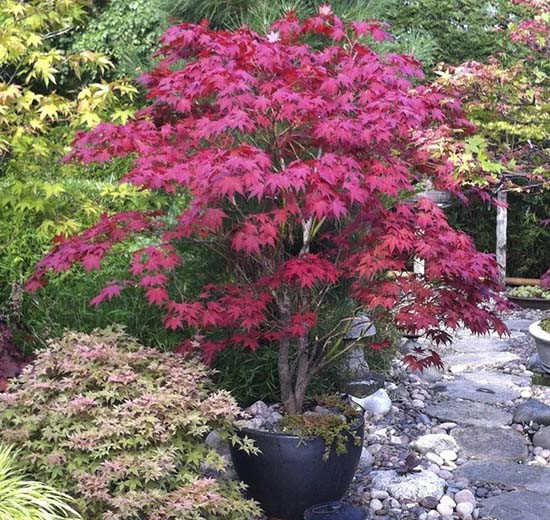 Клен японський Блудгуд / С5 / h 80-100 / Acer palmatum Bloodgood