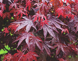 Клен японський Блудгуд / С5 / h 80-100 / Acer palmatum Bloodgood, фото 2