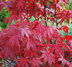 Клен японський Блудгуд / С5 / h 80-100 / Acer palmatum Bloodgood, фото 3