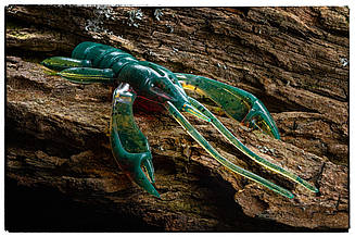 Силіконова приманка Fishup Real Craw 2 #017 Motor Oil Pepper