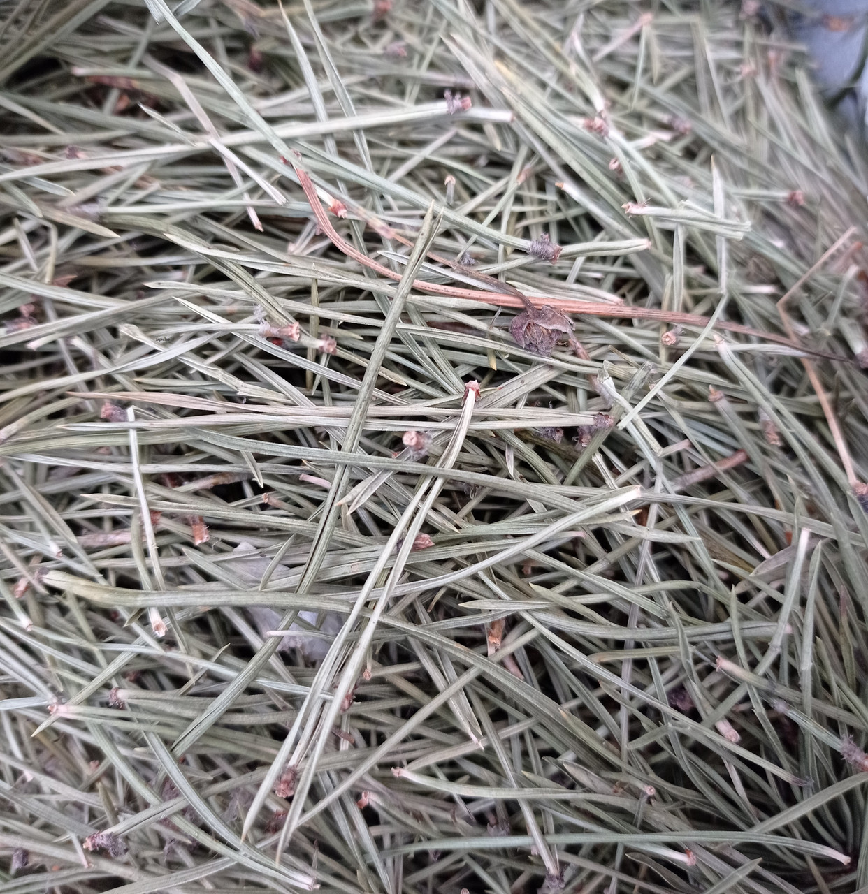 Хвоя сосни, 100г., фото 1