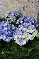 Гортензія великолиста Бель Седакшен/HYDRANGEA macrophylla Belle seduction С10 / Н30-40