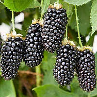 Саженцы Ежевики Блэк Бат Блекберри (Black Butte Blackberry) - ранняя, сладкая, слабоколючия морозостойкая
