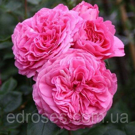 Баронеса (Baronesse)