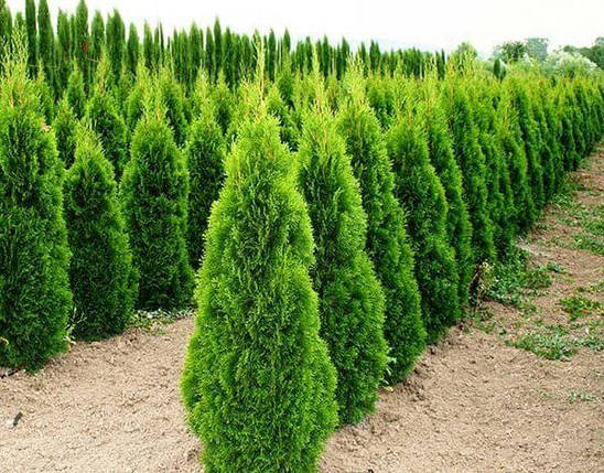 Туя західна Smaragd 2 річна, Туя западная Смарагд, Thuja occidentalis Smaragd, фото 1