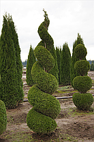 Туя західна Smaragd 2 річна, Туя западная Смарагд, Thuja occidentalis Smaragd, фото 3
