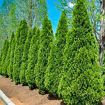 Туя західна Smaragd 2 річна, Туя западная Смарагд, Thuja occidentalis Smaragd, фото 4