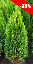 Туя західна Smaragd 2 річна, Туя западная Смарагд, Thuja occidentalis Smaragd, фото 5