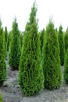 Туя західна Smaragd 2 річна, Туя западная Смарагд, Thuja occidentalis Smaragd, фото 6