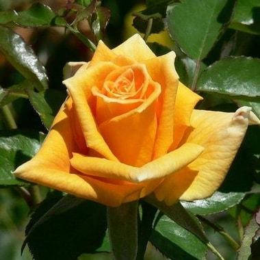 Троянда ч/г Голден Моніка, фото 2
