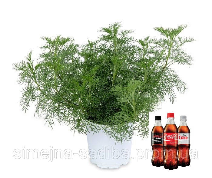 Полынь Кола Плант (Кока - Кола)(Artemisia abrotanum var. Maritma Cola Plant) - фото 1 - id-p1326977257