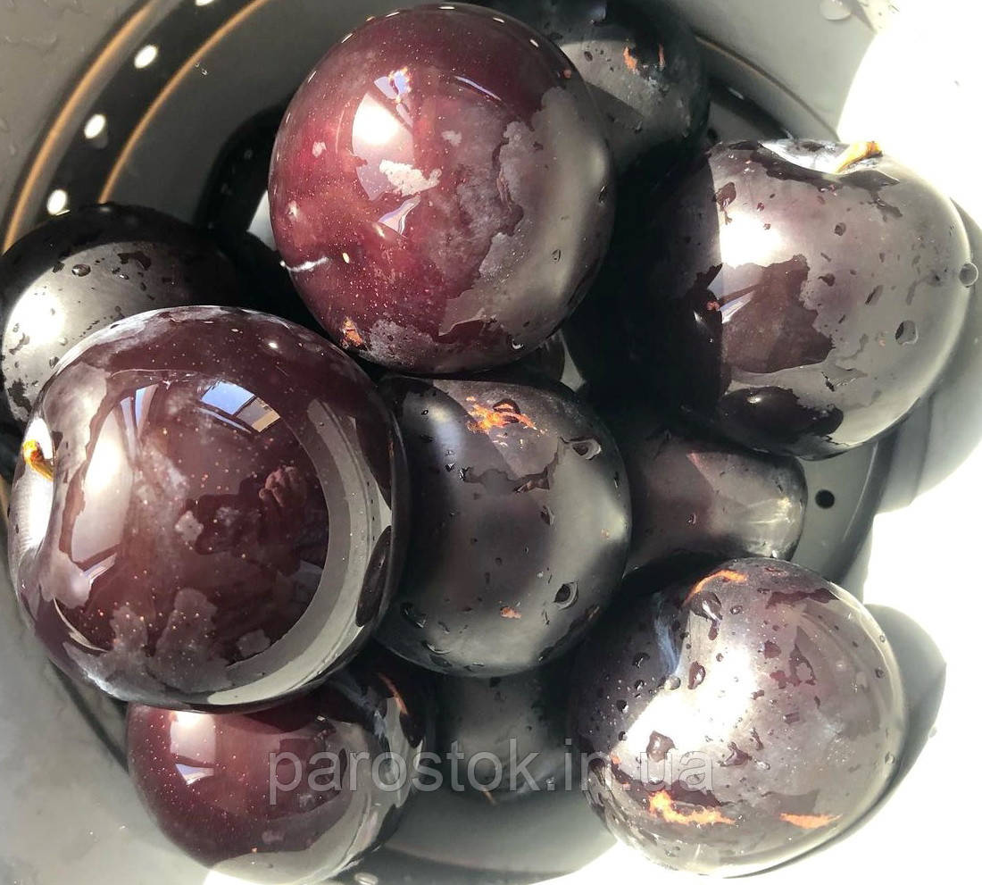 Слива Фріар. Підщепа пуміселект. (вв), фото 1