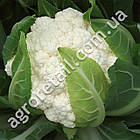 Капуста цвітна Чотири сезони 5 г Традиція, фото 2