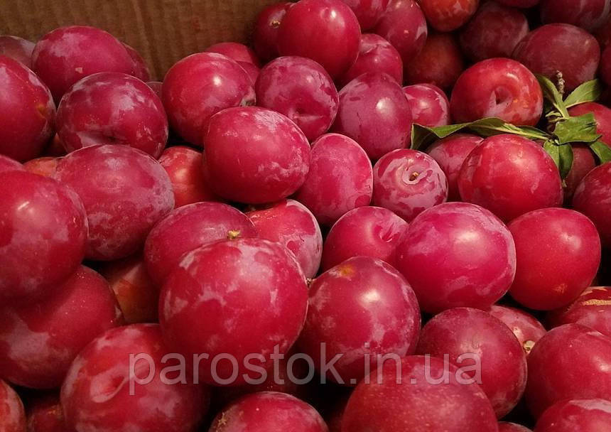 Слива Санта Роза. (вв). Підщепа алича