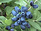 Саджанці Жимолості їстівної Блакитне веретено - рання, урожайна, зимостійка, фото 2