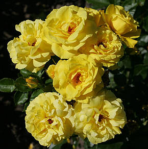 Троянда Фрезія (Friesia) Флорибунда, фото 2