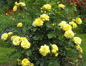 Троянда Фрезія (Friesia) Флорибунда, фото 2