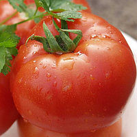 Полбіг F1 насіння томату низькорослого Bejo, Голландія 1000 шт