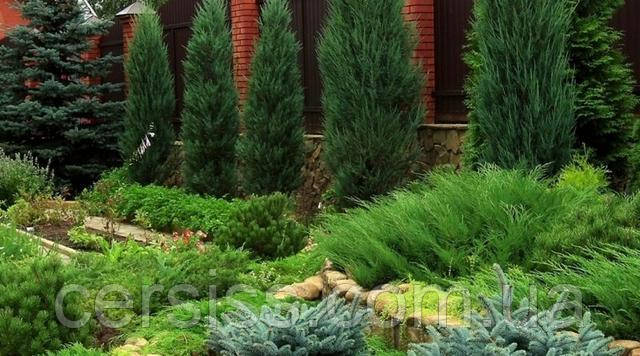 Хвойні рослини - справжня знахідка для саду!
