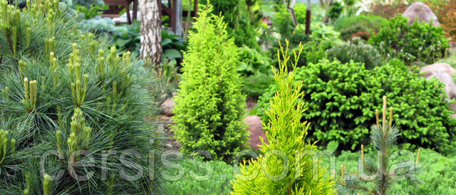 Хвойні рослини - справжня знахідка для саду!