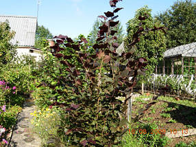 Саджанці фундука ЛАМБЕРТ червонолистий 2-х річний відводок