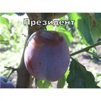 Слива Президент, фото 5