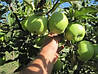 Яблуня Мутса, фото 6