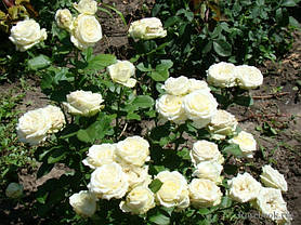 Чайно-Гібридна троянда сорту Аваланж, фото 3