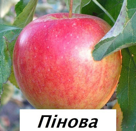 Яблоня Пинова, фото 1