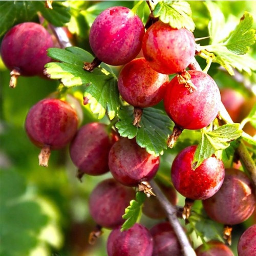 Агрус Сварог