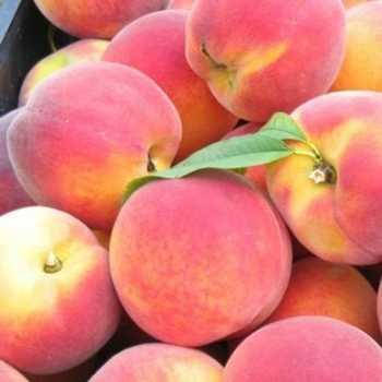 Персик Кардинал, фото 1