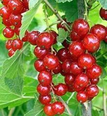 Червона смородина Дарниця