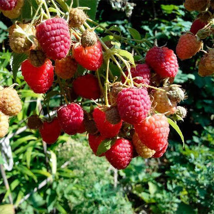 Малина ХимбоТоп, фото 1