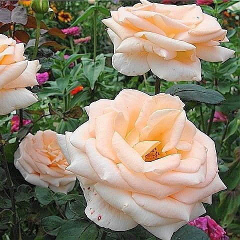 Троянда "Осиана"