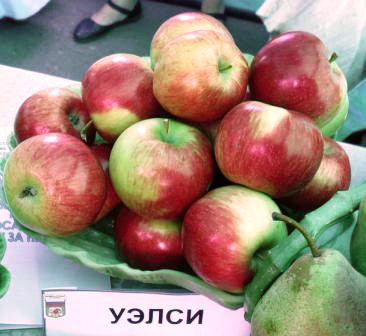 Яблуня Уелси