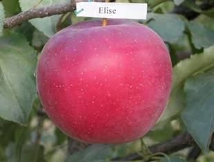 Яблуня Єлиза, фото 1
