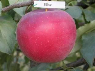 Яблуня Єлиза