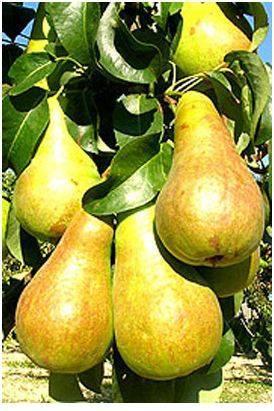 Саджанці груші СТРИЙСЬКА