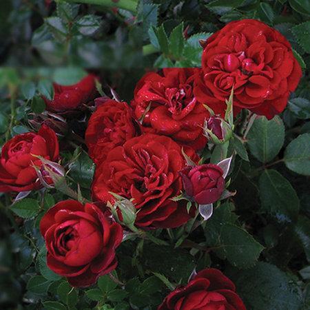 Роза бордюрна Андалусія