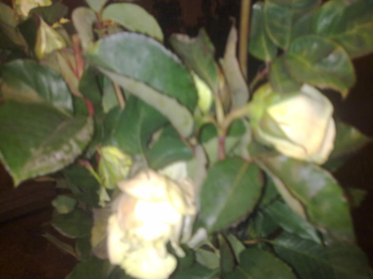 Роза Ломоносов